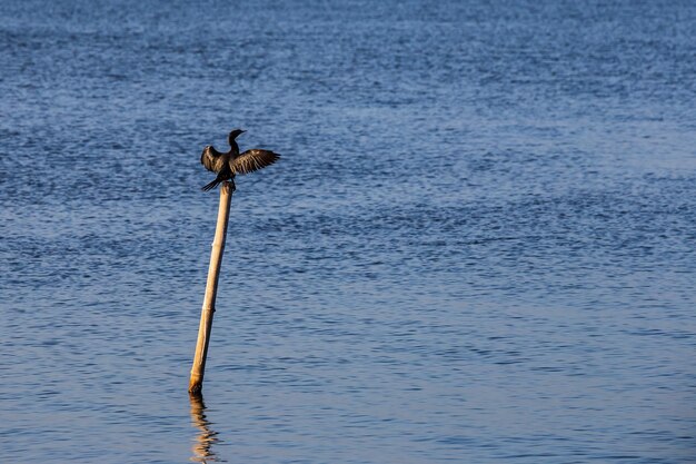 Pequeño Cormorán Phalacrocorax niger