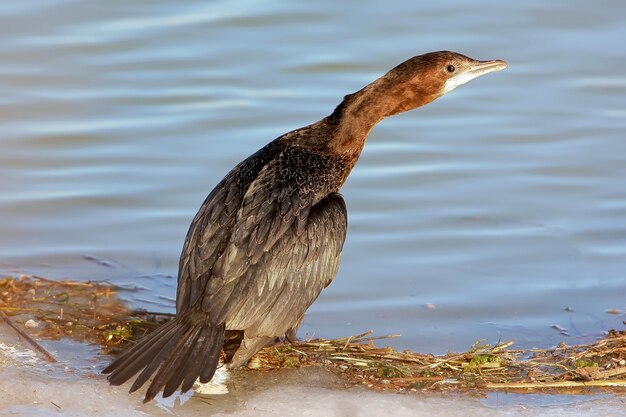 Pequeno cormoran sentado na costa