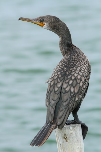 Pequeno cormorão, cormorão javanês (microcarbo niger)