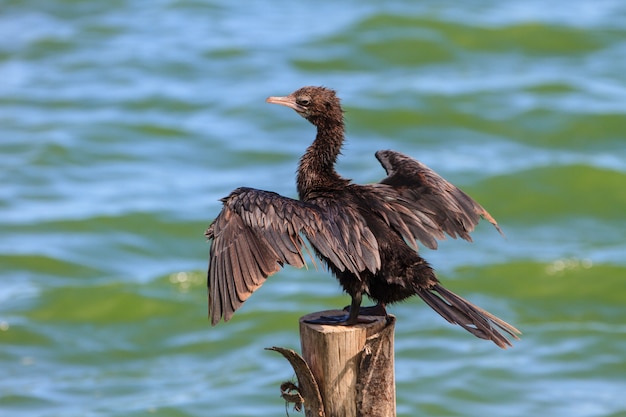 Pequeno cormorão, cormorão javanês (Microcarbo niger)