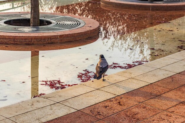 Pequeno corvo no parque