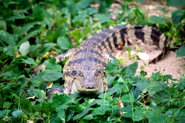 Pequeno, crocodilo, escondendo, em, grama verde