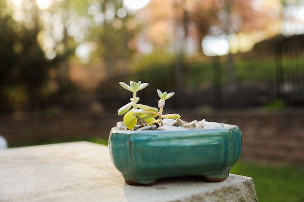 Un pequeño cuenco de cerámica verde con diminutas plantas se asienta sobre una roca en un jardín.