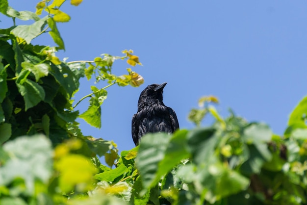 Un pequeño cuervo negro que se sienta en el top del árbol