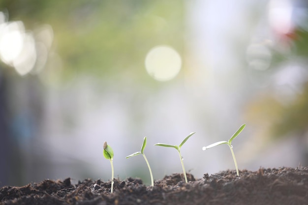 Pequeño cultivo de plantas de brotes de melón