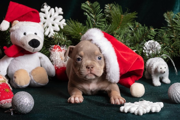 Pequeño y curioso cachorro marrón American Bully con gorro de Papá Noel junto al árbol de Navidad