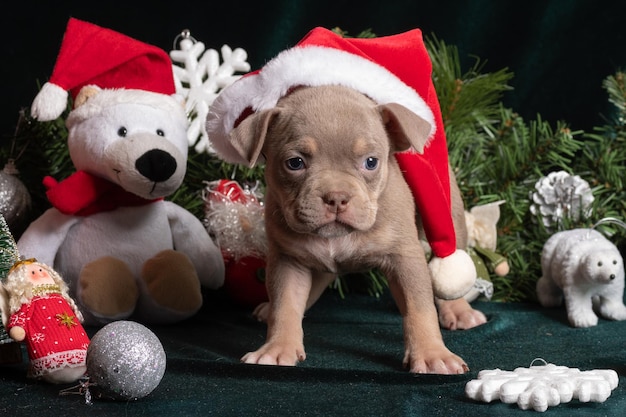 Pequeño y curioso cachorro marrón American Bully con sombrero de Papá Noel junto al árbol de Navidad y copos de nieve de osos polares