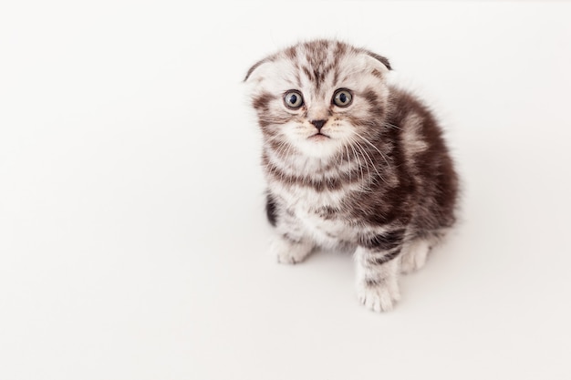 Pequeño y curioso. Vista superior del curioso gatito Scottish Fold mirando a la cámara