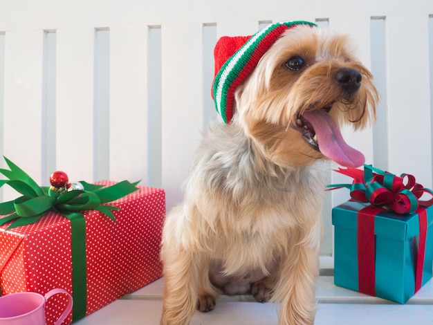 Pequeño y divertido perrito Yorkshire Terrier en una Navidad en una mesa de madera blanca