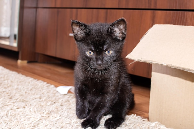 Pequeño y divertido retrato de gatito negro de cerca