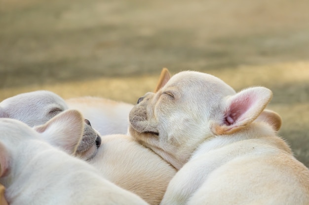 Pequeño dogo francés lindo que duerme junto, tiro del primer.