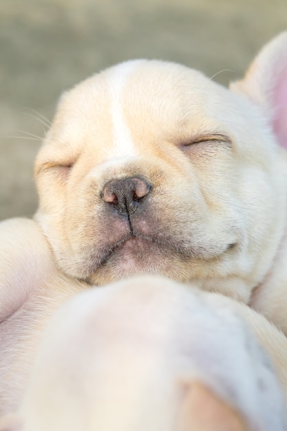 Pequeño dogo francés lindo que duerme junto, tiro del primer.