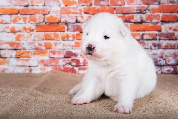 Pequeño, dos semanas de edad, lindo cachorro Samoyedo blanco