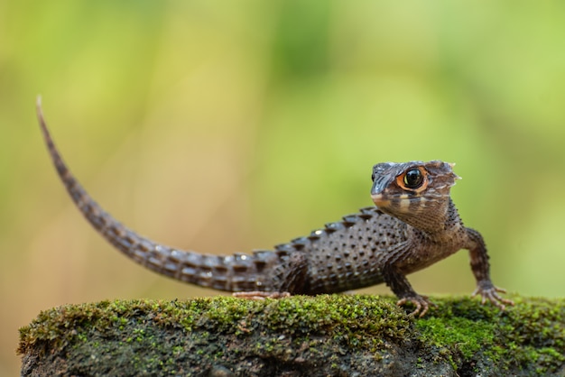 Pequeno dragão, lagarto crocodilo