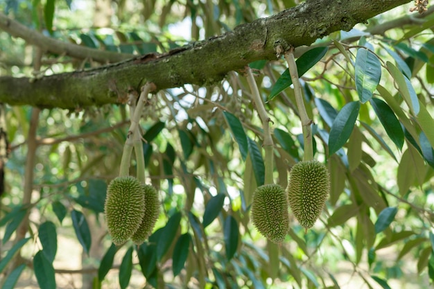 Foto un pequeño durián que está a punto de crecer para convertirse en el rey de las frutas de tailandia.