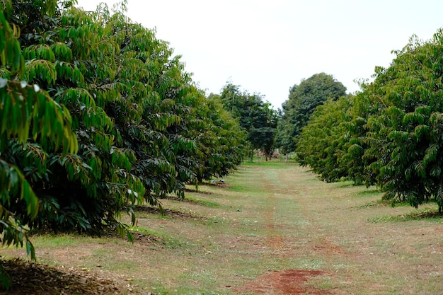 pequeno durian