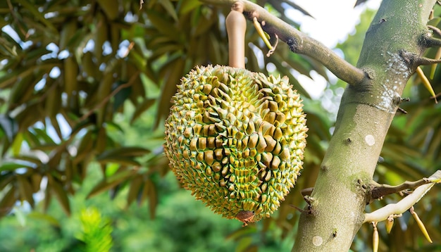 Pequeno durião fresco na qualidade de exportação da árvore Como o primeiro fruto durião