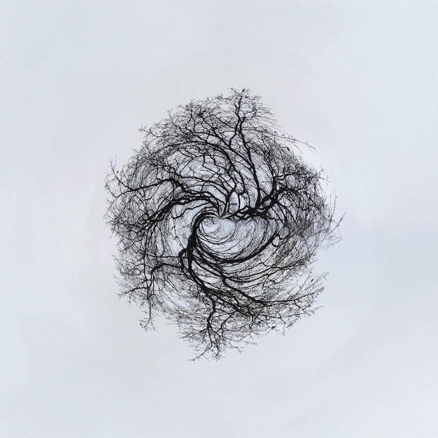 Pequeño efecto planeta de árboles desnudos contra un cielo despejado