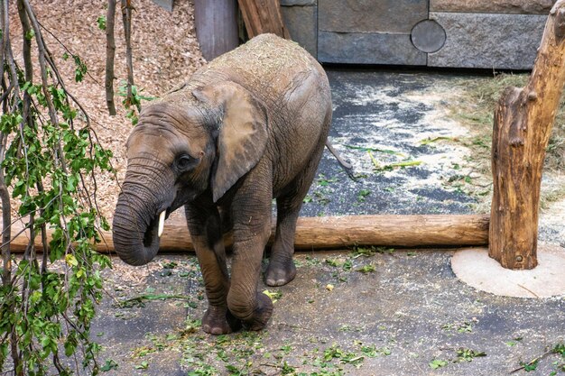 Pequeno elefante africano cinza no zoológico