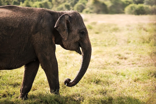 Pequeño elefante asiático de pie y mirando a la cámara en el parque nacional