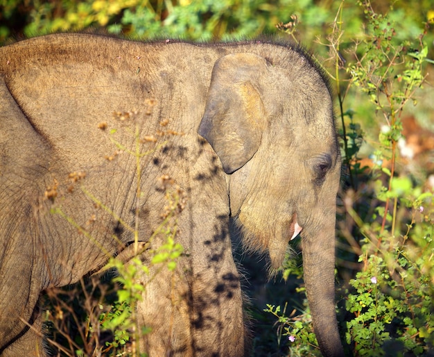 Foto pequeño elefante bebé indio