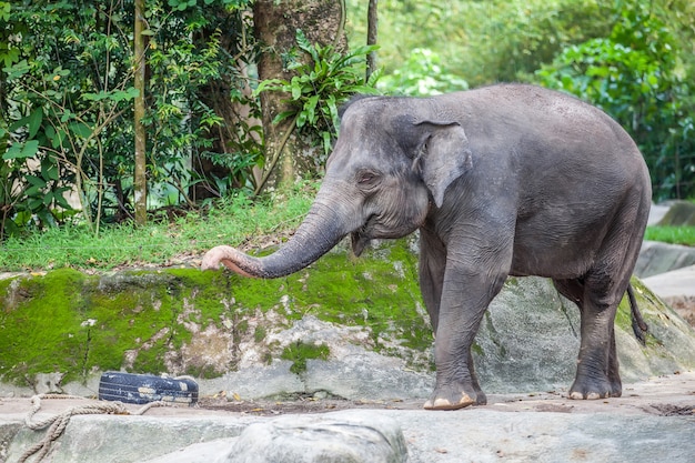 Pequeño elefante lindo