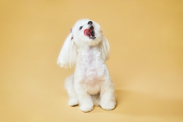 Pequeño y encantador perro faldero maltés. sesión de fotos en el estudio sobre un fondo amarillo.