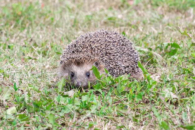 Pequeño erizo caminando sobre la hierba verde