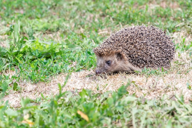 Pequeño erizo caminando sobre la hierba verde