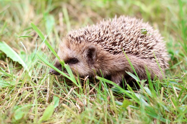 Pequeño erizo lindo se ejecuta en la hierba verde en verano.