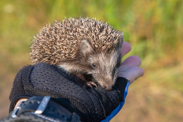 Pequeño erizo se sienta en una mano humana