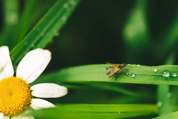 Pequeño escarabajo Cerambycidae sobre hierba verde brillante con gotas de rocío cerca de Daisy.