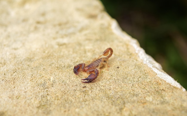 Pequeño escorpión de madera común, Euscorpius sicanus, cazando en una pared en las islas maltesas, Malta