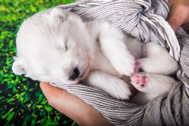 El pequeño y esponjoso cachorro Samoyedo blanco de dos semanas de edad está en una bufanda en las manos sobre fondo de hierba verde