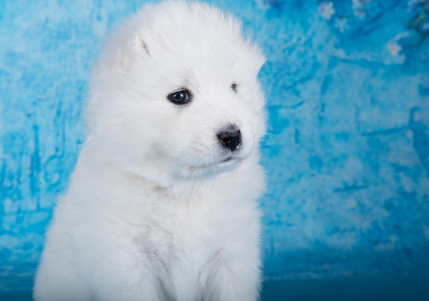 El pequeño y esponjoso cachorro samoyedo blanco está sentado en un fondo azul con flores azules