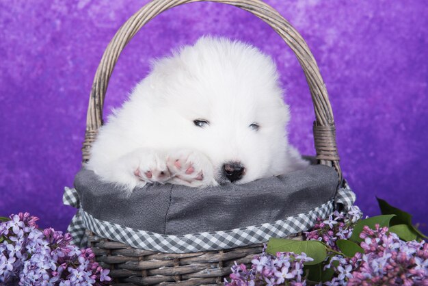 El pequeño y esponjoso cachorro samoyedo blanco está sentado en un fondo morado con flores lilas en una cesta