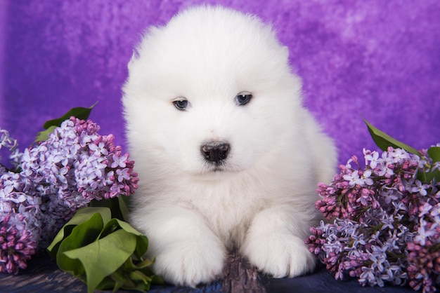 El pequeño y esponjoso cachorro samoyedo blanco está sentado en un fondo morado con flores lilas