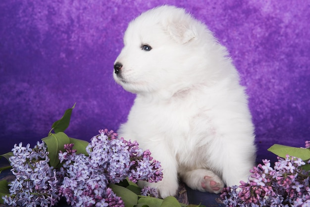 El pequeño y esponjoso cachorro samoyedo blanco está sentado en un fondo morado con flores lilas