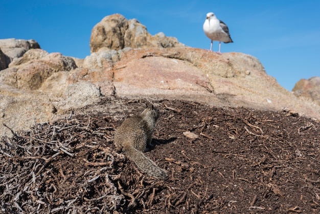 Pequeno esquilo olhando de baixo para uma gaivota que está na pedra