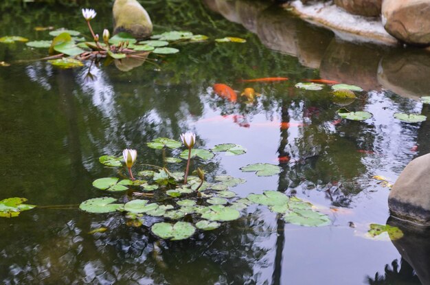 Foto pequeño estanque en el parquexa