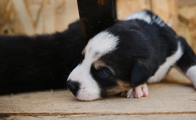 Pequeno filhote de husky do Alasca com lindos olhos azuis e focinho branco preto e branco raça de equitação do Norte