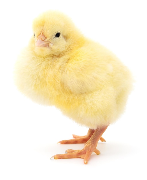 Pequeno frango amarelo