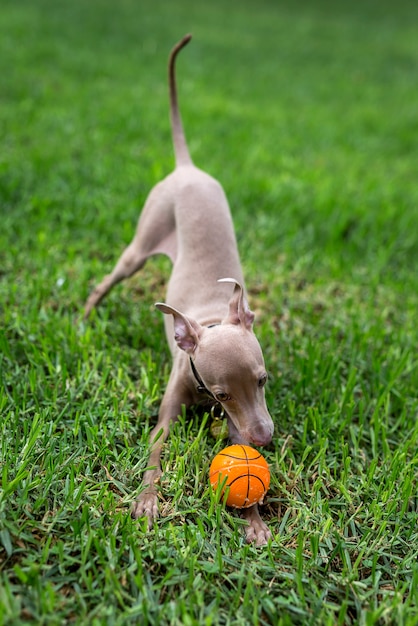 Pequeño galgo italiano en el campo