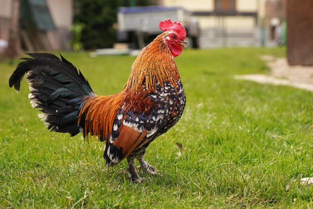 Pequeño gallo bantam con peine rojo brillante y cola verde caminando por el patio de hierba verde vista desde el lado