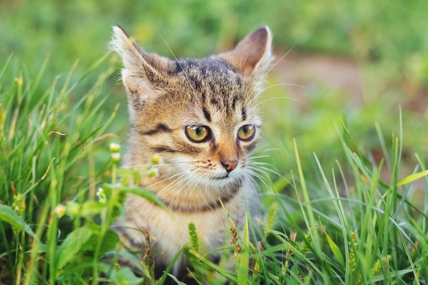 Pequeno gatinho assustado listrado no jardim na grama