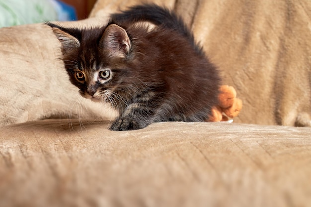 Pequeno gatinho bonito Maine Coon está jogando.