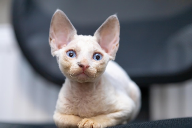 Pequeno gatinho branco Devon Rex senta-se em uma cadeira e olha para a frente com grandes olhos azuis