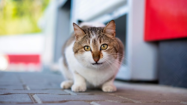 Pequeno gatinho branco sorridente olhando para a câmera alegre