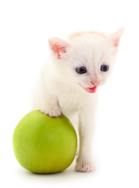 pequeno gatinho branco