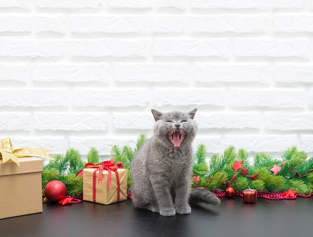 Pequeno gatinho britânico com decoração de natal